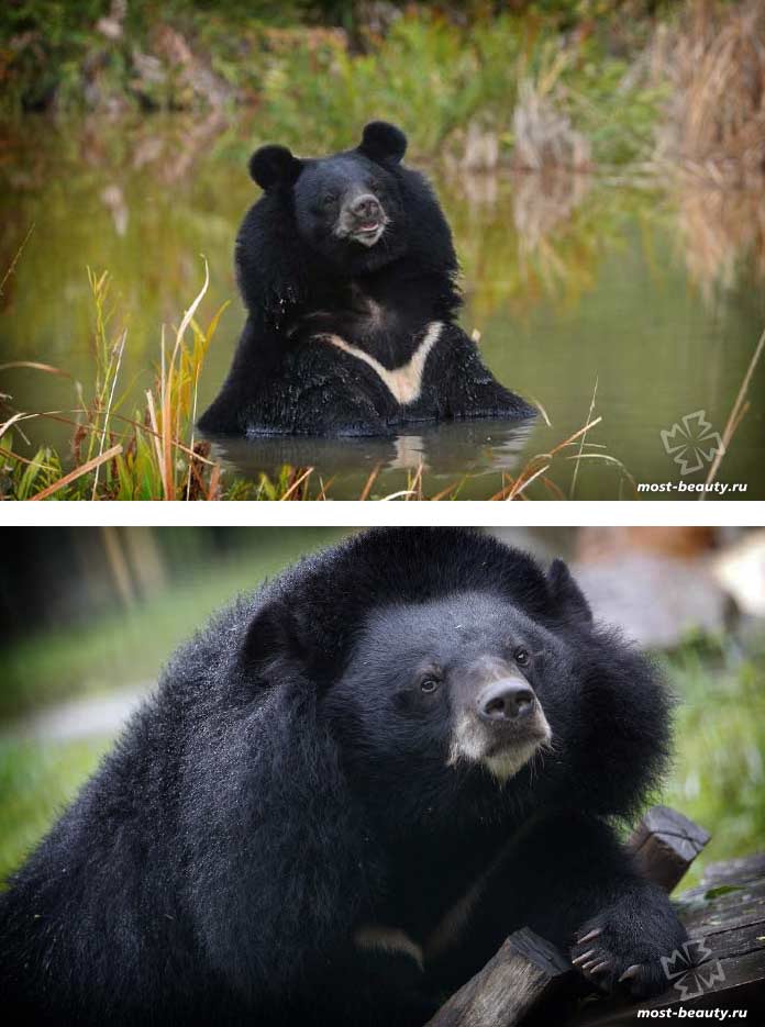 Най-красивите мечки: Хималайската мечка