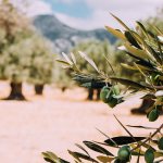 oliivide tähendus