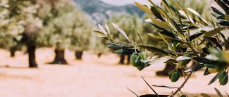 olive tree meaning