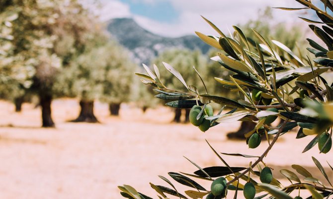 oliventræ betydning