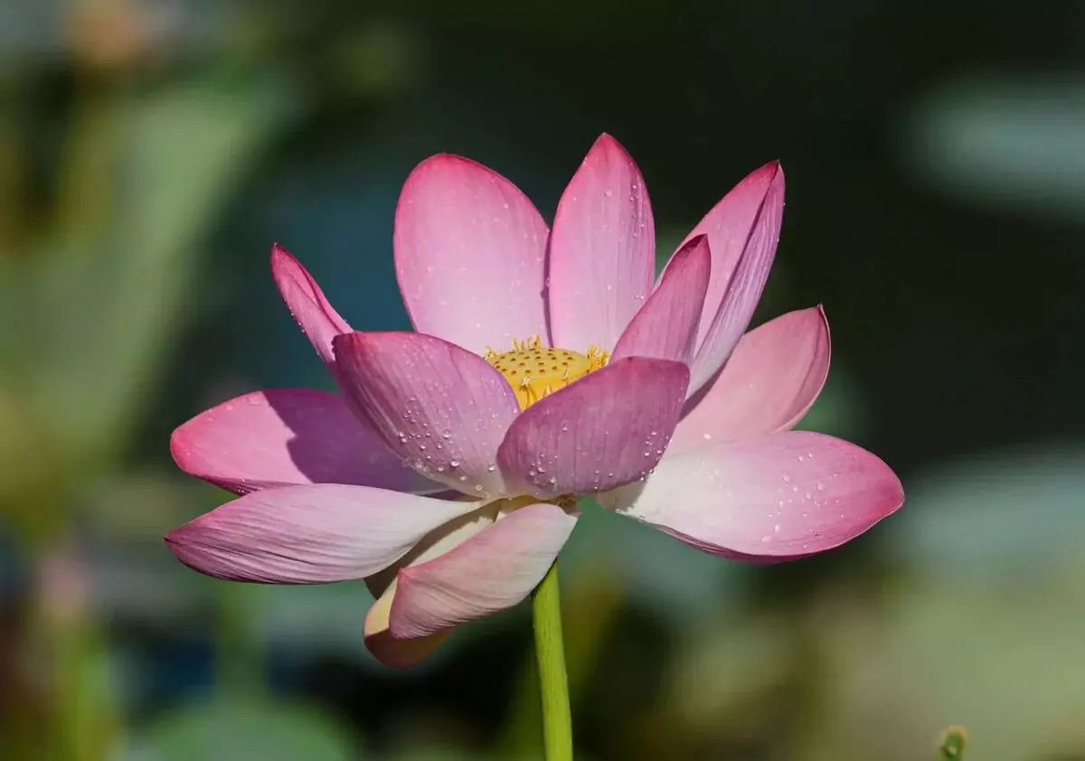 Noten dragende lotus