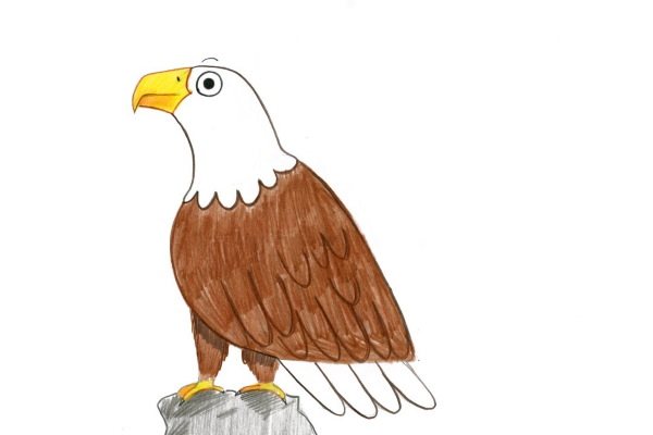 在素描画中为儿童绘制的鹰的图画，一步一步来。