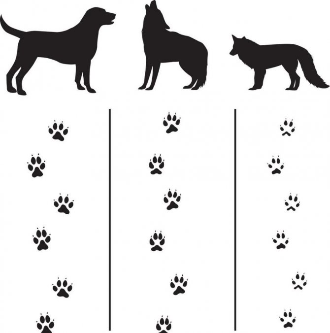 Diferența dintre urmele de picioare ale animalelor