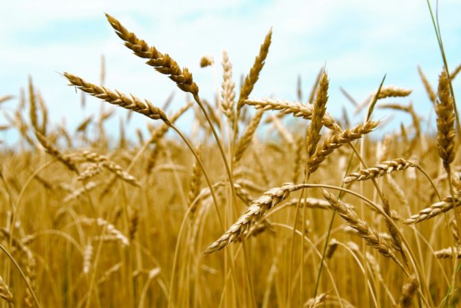 O trigo é diferente do centeio