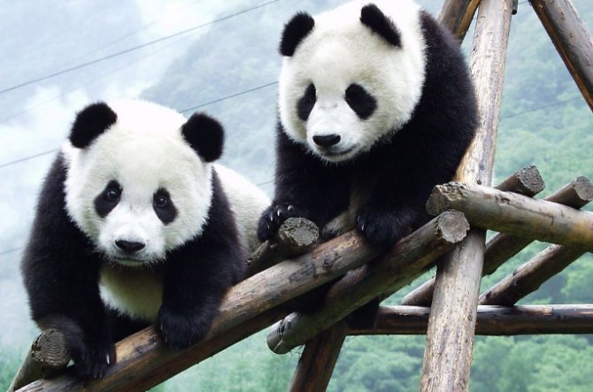 Diplomazia dei panda