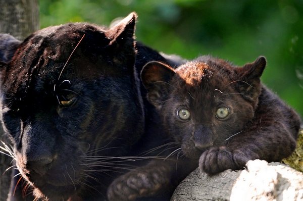 Panther koos poegadega