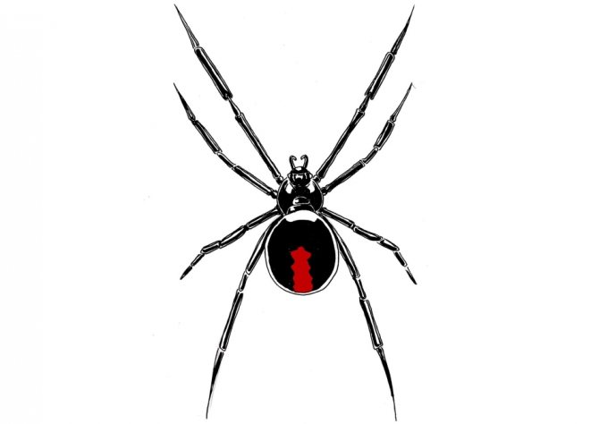 Uma tatuagem de aranha pode parecer-se com isto