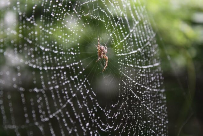 Spinnen: beschrijving, structuur en levenswijze