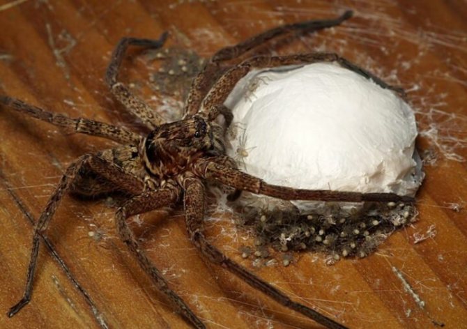 Păianjeni: descriere, structură și stil de viață