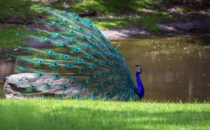 Peacock în natură
