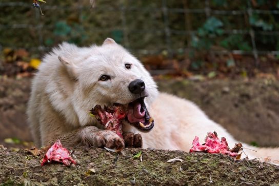 Sarkvidéki farkas táplálék