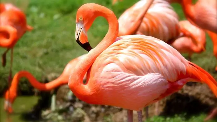 Kodėl flamingas taip vadinamas