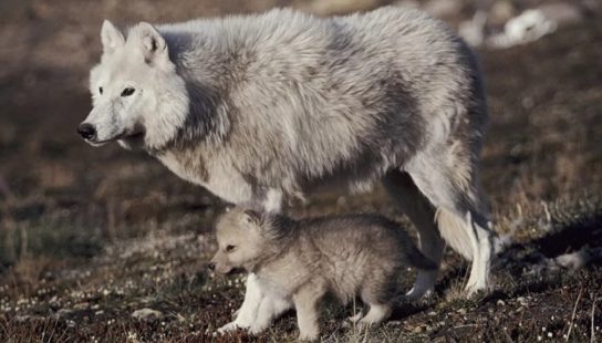 Polárny vlk s mláďaťom