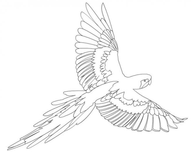 Papagaio - herald