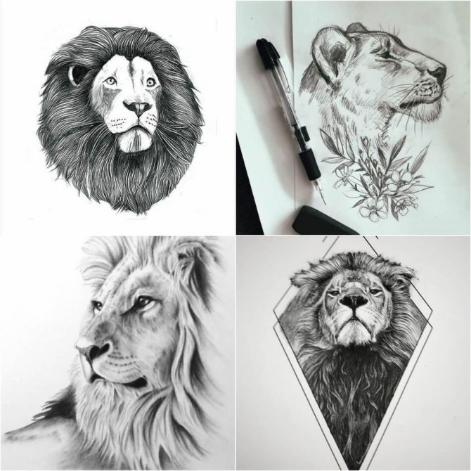 美しいライオンと雌ライオンのタトゥーデザイン