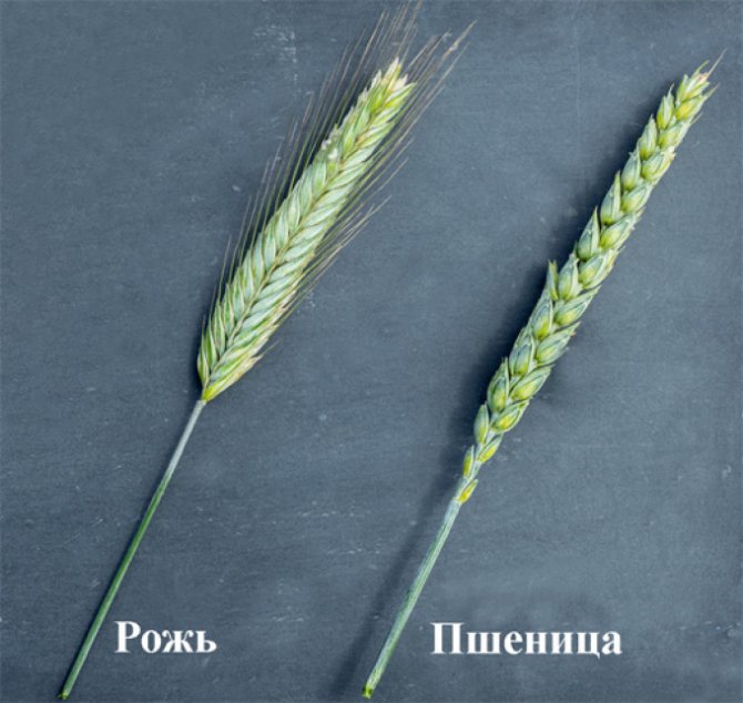 小麦とライ麦の違い