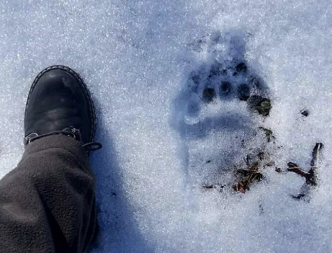 建议通过熊的脚印来评估其足迹的新鲜程度。