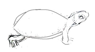 Een schildpad tekenen