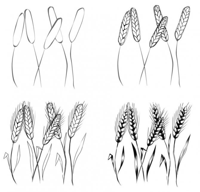 Desenho de trigo