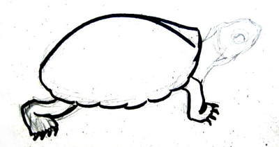 Kreslenie korytnačieho panciera a korytnačích nôh
