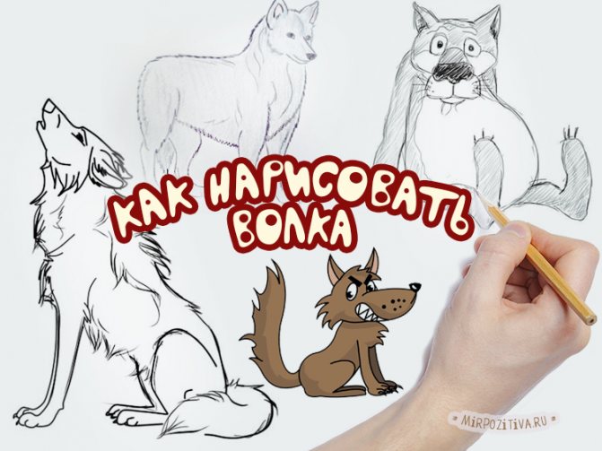 desenhar um lobo