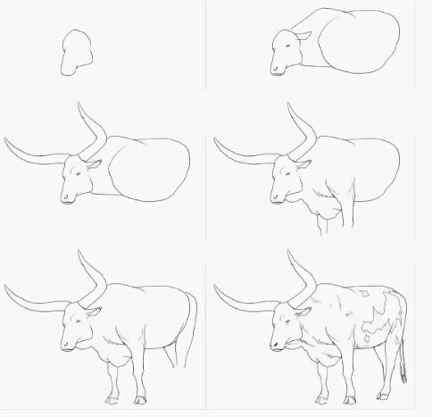 Buffel tekening