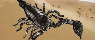 Desen de un scorpion în creion