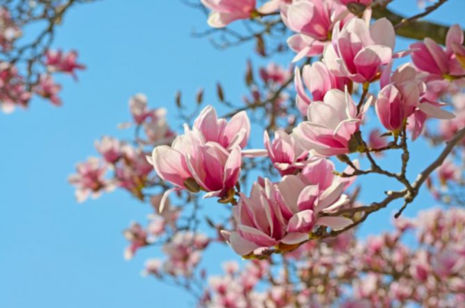 Lyserøde magnolia blomster