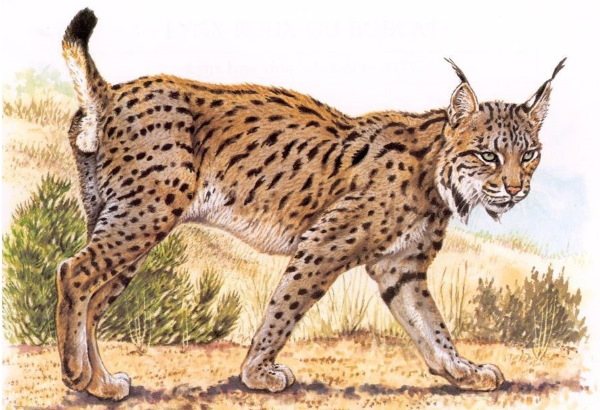 Lynx - rajz gyerekeknek ceruzarajz