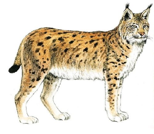 Lynx - kreslenie pre deti ceruzkou