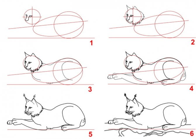 Lynx - piešinys vaikams pieštuku eskizas