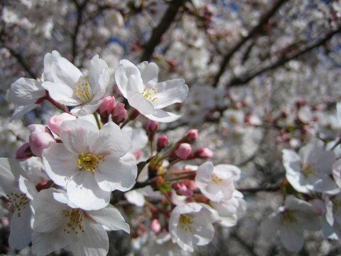 Il Sakura: la leggenda e il significato spirituale dei fiori di ciliegio giapponesi