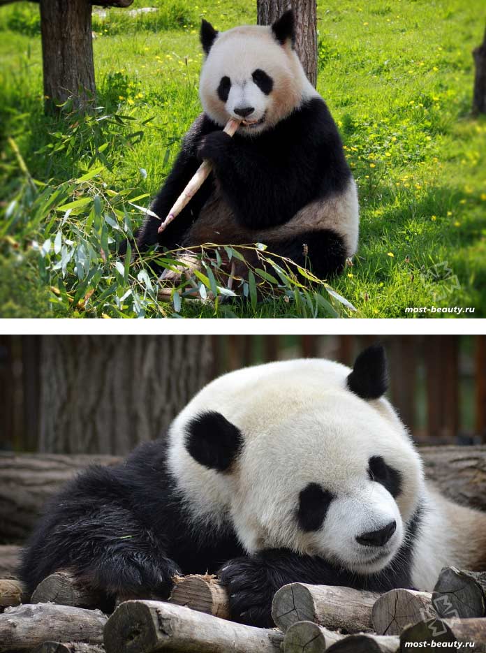 Os ursos mais bonitos: O Grande Panda. CC0