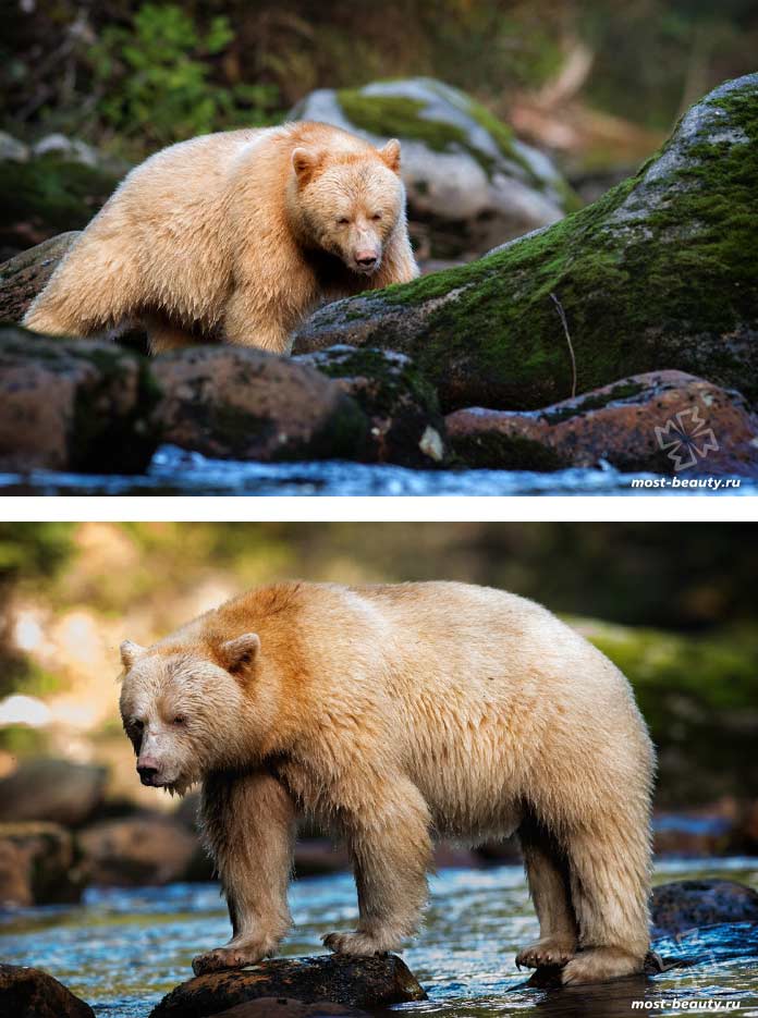 Най-красивите мечки: Kermode