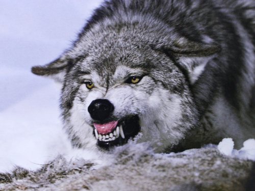 Sivý vlk