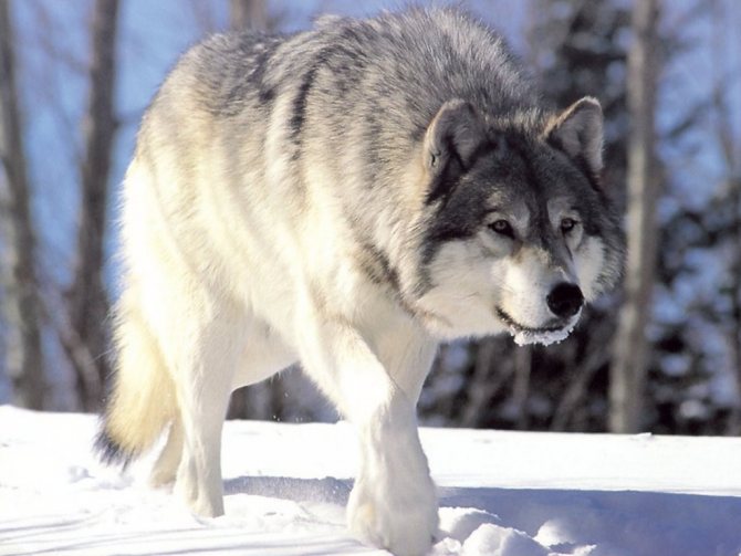 Vlk sivý
