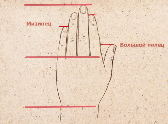 Schematický nákres ruky