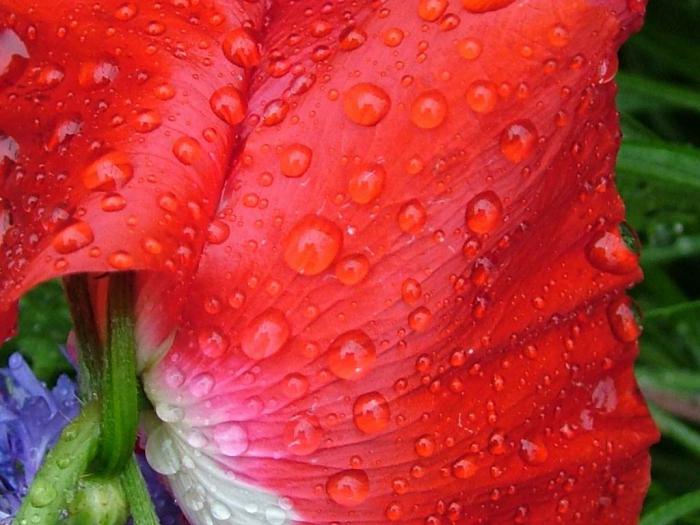 红色罂粟花象征着什么？