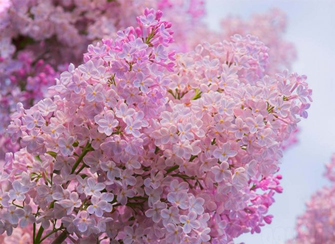 Lilac: ennusmerkit ja maagiset ominaisuudet.