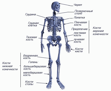 人体骨格