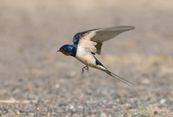 Swallow's snelheid