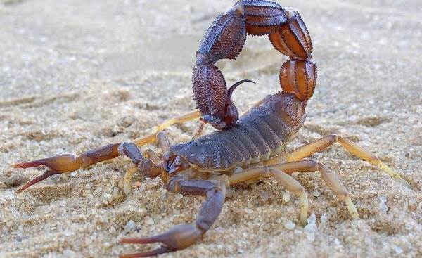 Skorpioni-eläinkuvaus - laji - laji - laji - laji - laji - laji - laji - ympäristö - skorpioni-1