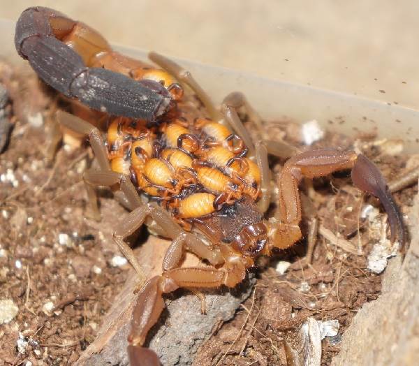 Scorpion-animal-description-species-life-species-and-environment-of-the-scorpion-19