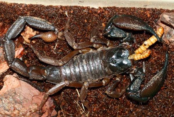 Scorpion-animal-description-species-life-species-and-environment-environment-of-the-scorpion-18