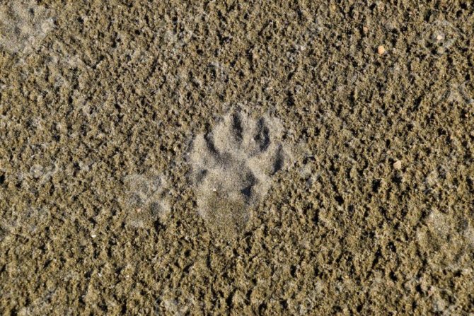 Stopy vlkov v piesku