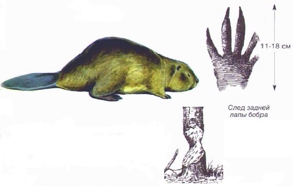 森林中动物的踪迹及其特征-34