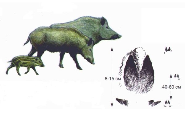 脚印-森林中的动物和它们的特征-36