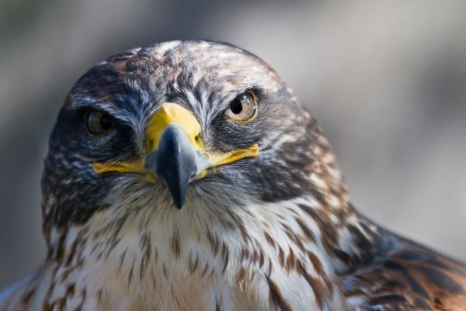 Fotografie și descriere Falcon