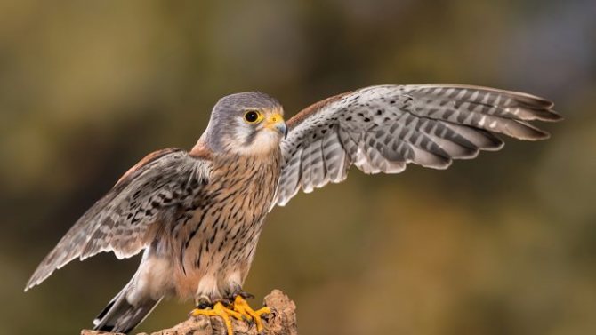 Falcon linnu kirjeldus