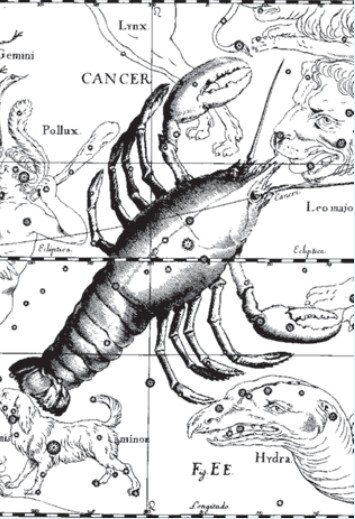 Stjernebilledet Krebs. Illustration fra det astronomiske atlas Uranographia I. Hevelius